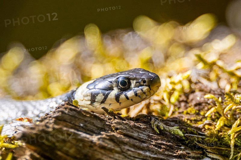 Grass snake (Natrix natrix) on the ground in summer, Bavaria, Germany