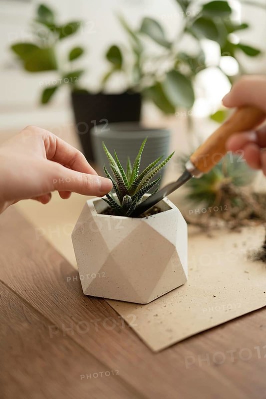 Hands tending to a haworthia plant in a geometric pot, showcasing indoor gardening and plant care. The minimalistic setting complements the plant's natural beauty