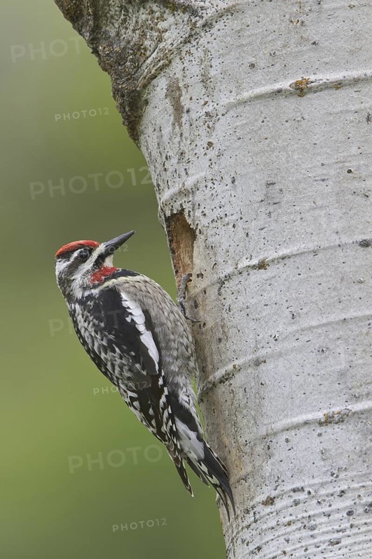 Red-naped Sapsucker (Sphyrapicus nuchalis) female, British Columbia, Canada