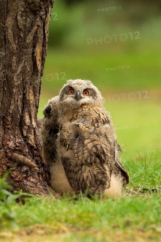Eurasian Eagle-Owl (Bubo bubo) juvenile, Utrecht, Netherlands