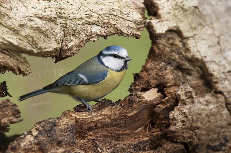 Eurasian Blue Tit (Cyanistes caeruleus), Thuringia, Germany