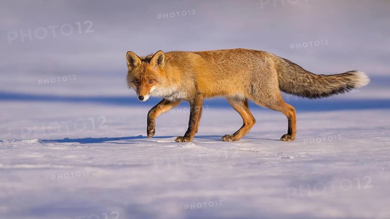 Red fox (Vulpes vulpes), foraging in a meadow covered with snow, Swabian Alb biosphere reserve, Baden-Württemberg, Germany
