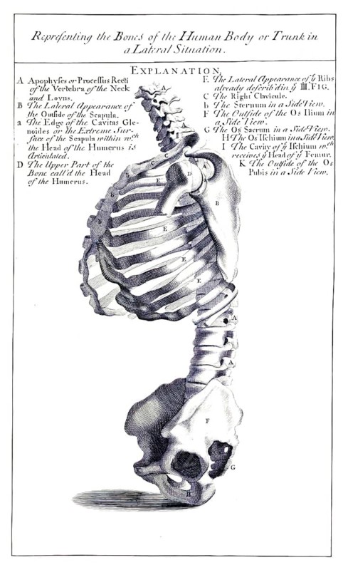 Anatomy, representation of the bones of the human body and torso in a lateral position, anatomical drawing of the human spine and ribs from a lateral perspective