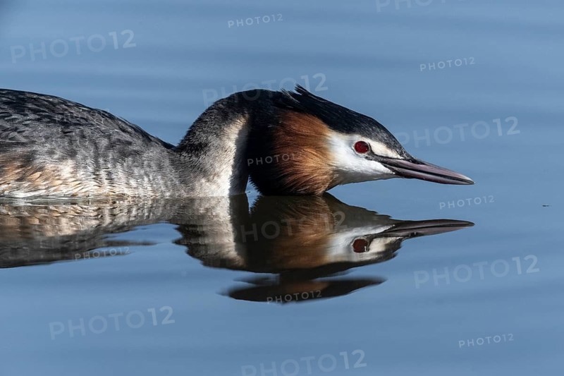 Great Crested Grebe (Podiceps cristatus), Emsland, Lower Saxony, Germany