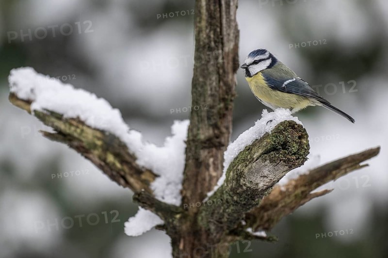 Blue tit (Parus caerulea), Emsland, Lower Saxony, Germany