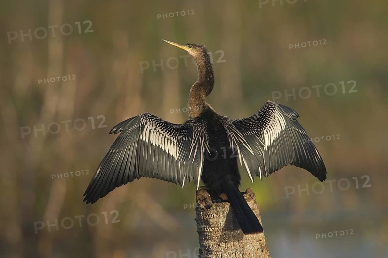 Anhinga (Anhinga anhinga), Florida, USA