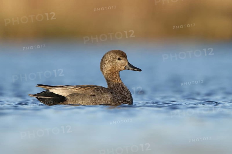 Gadwall (Mareca strepera), Utrecht, Netherlands