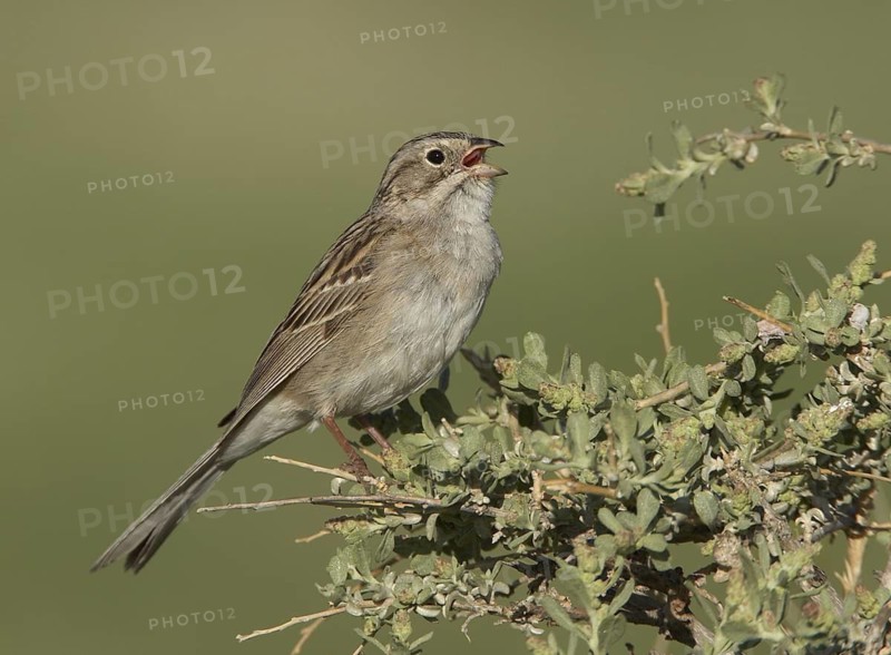 Brewer's Sparrow (Spizella breweri) singing, Colorado, USA