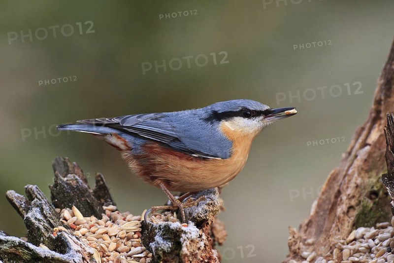 Eurasian Nuthatch (Sitta europaea), Bavaria, Germany
