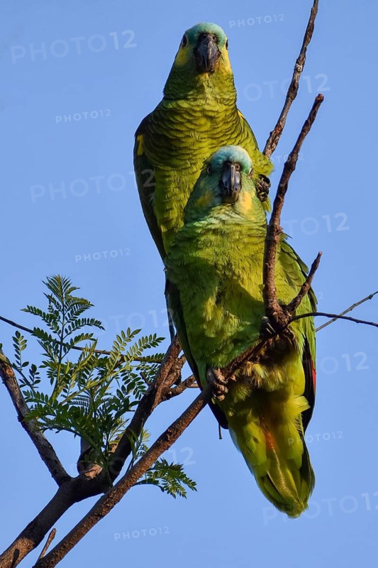 A pair of free-living blue-fronted amazons (Amazona aestiva) in a public park in Buenos Aires, Argentina