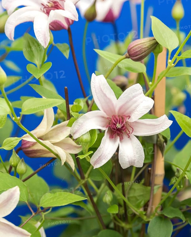 Clematis PRINCESS KATE, Plantarium 2016, Netherlands