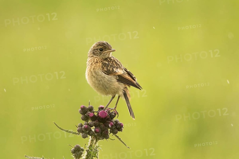European Stonechat (Saxicola rubicola) juvenile, Bavaria, Germany
