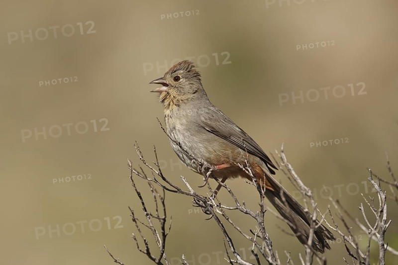 Canyon Towhee (Melozone fusca) singing, Arizona, USA