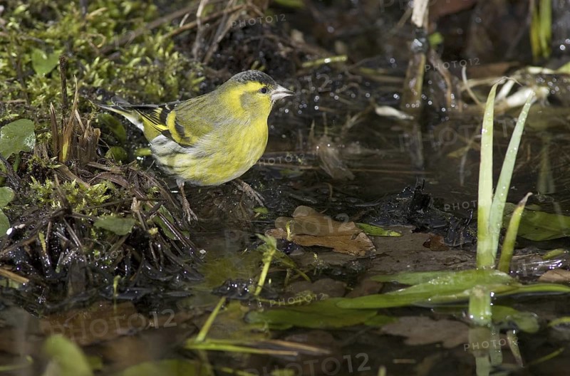 Eurasian Siskin (Spinus spinus) male, Saxony, Germany
