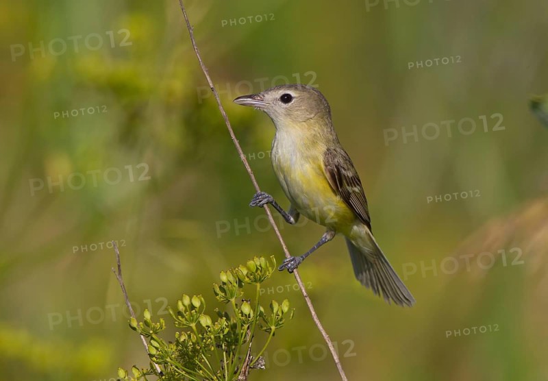 Bell's Vireo (Vireo bellii), Ohio, USA