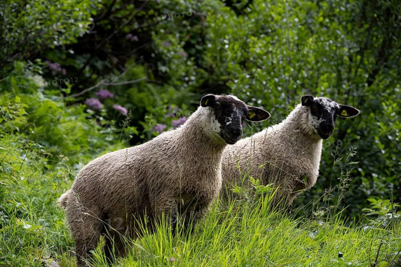 Two sheep (Ovis gmelini aries) on a steep mountain meadow, Bernese Alps, Bernese Oberland, Switzerland