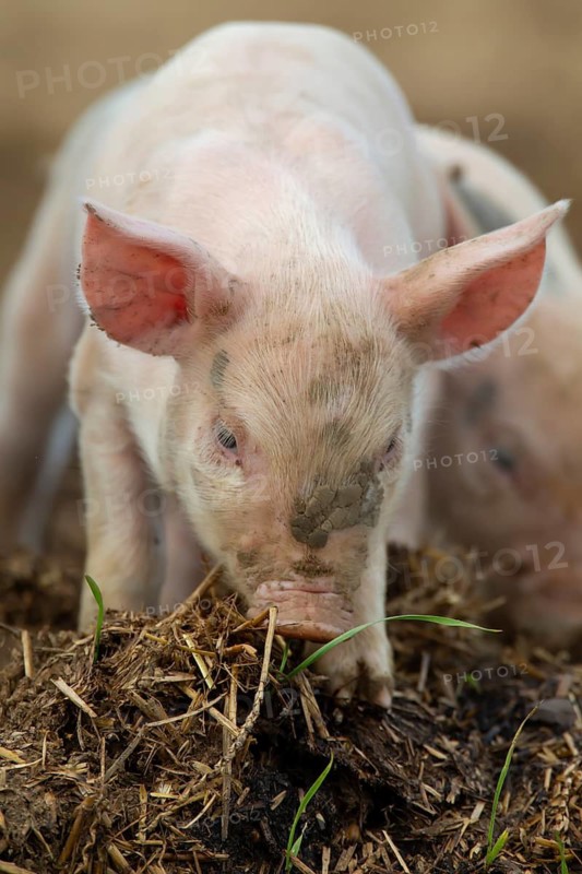 Domestic pig (Sus scrofa domesticus) juvenile baby piglet farm animal in a field, England, United Kingdom