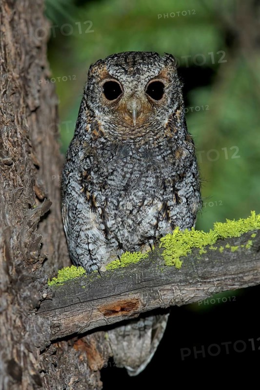 Flammulated Owl (Psiloscops flammeolus) perched on a branch in the interior of British Columbia, Canada