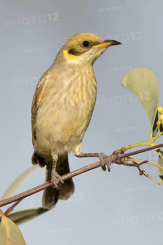 Grey-fronted Honeyeater (Ptilotula plumula), Kimberley, Western Australia, Australia