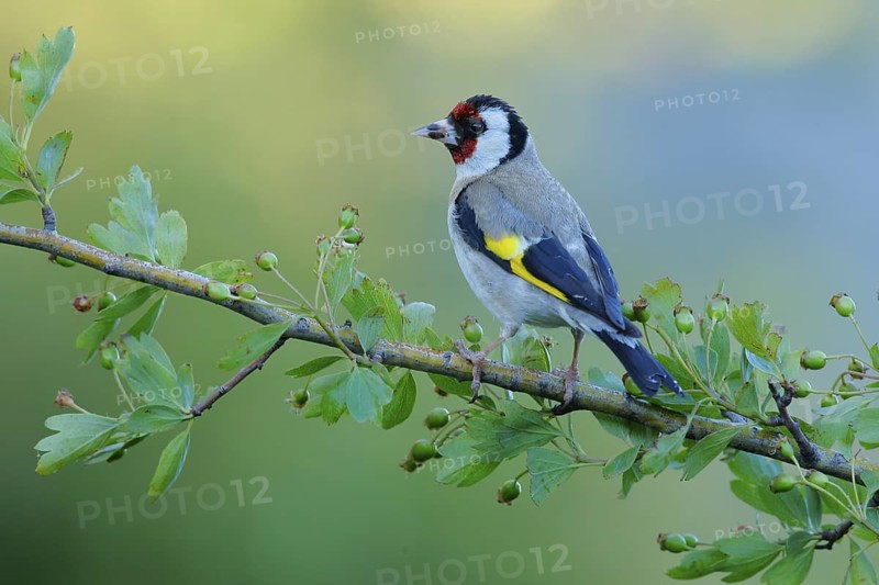 European Goldfinch (Carduelis carduelis) female perched on a branch, Andalusia, Spain