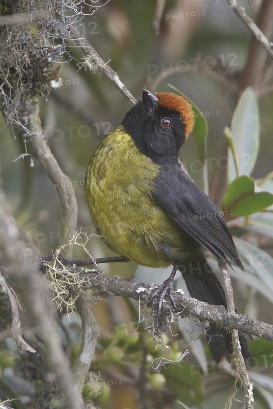 Yellow-breasted Brushfinch (Atlapetes latinuchus), Wayqecha Reserve, Peru