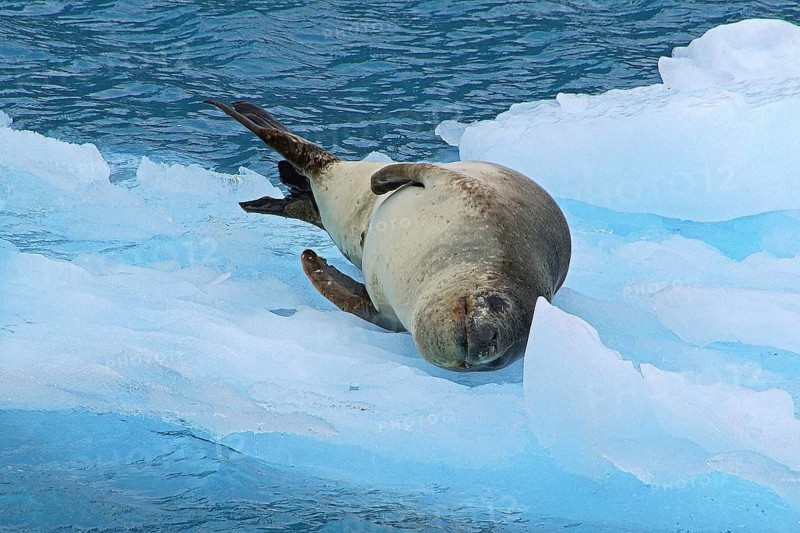 Drygalski Fjord, South Georgia, landscape, glacier, drift ice, leopard resting on ice floe, animals, mammals