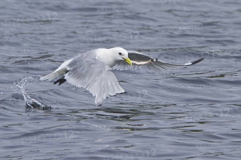 Black-legged Kittiwake (Rissa tridactyla) flying, Newfoundland, Canada