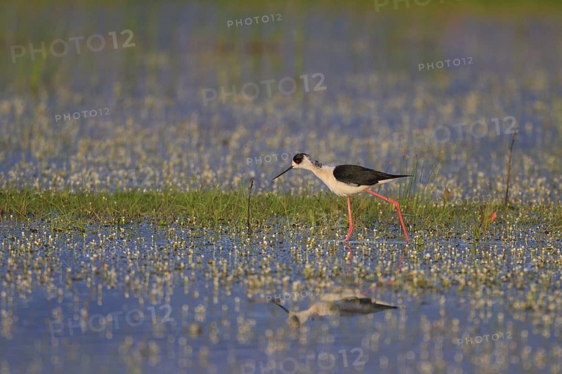 Black-winged Stilt (Himantopus himantopus) foraging, Greece