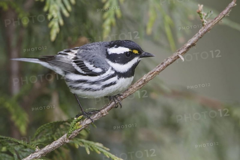 Black-throated Grey Warbler (Setophaga nigrescens), British Columbia, Canada