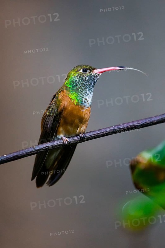 Buff-bellied Hummingbird (Amazillia yucatanensis), adult female, perched on a twig, with its tongue extended, captive, Germany