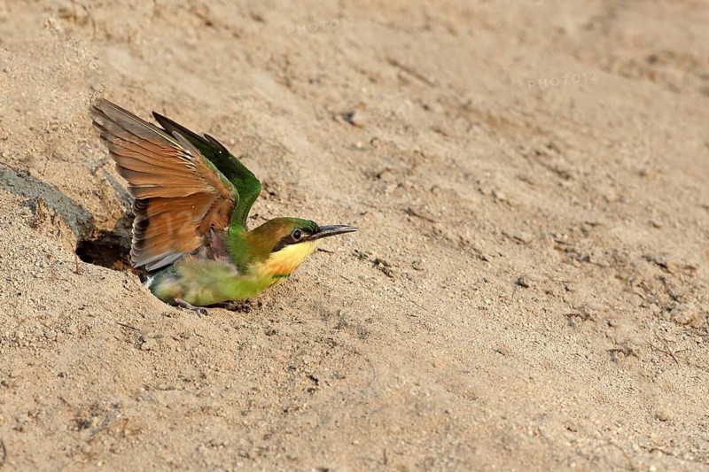 Chestnut-headed Bee-eater (Merops leschenaulti) fledgling peering out from breeding cavity, Penang, Malaysia
