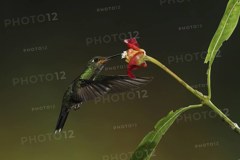 Green-crowned Brilliant (Heliodoxa jacula) juvenile flying while feeding at a flower, Bosque de Paz, Costa Rica