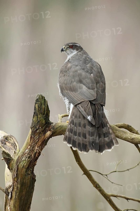 Northern Goshawk (Accipiter gentilis) female, Baden-Wuerttemberg, Germany