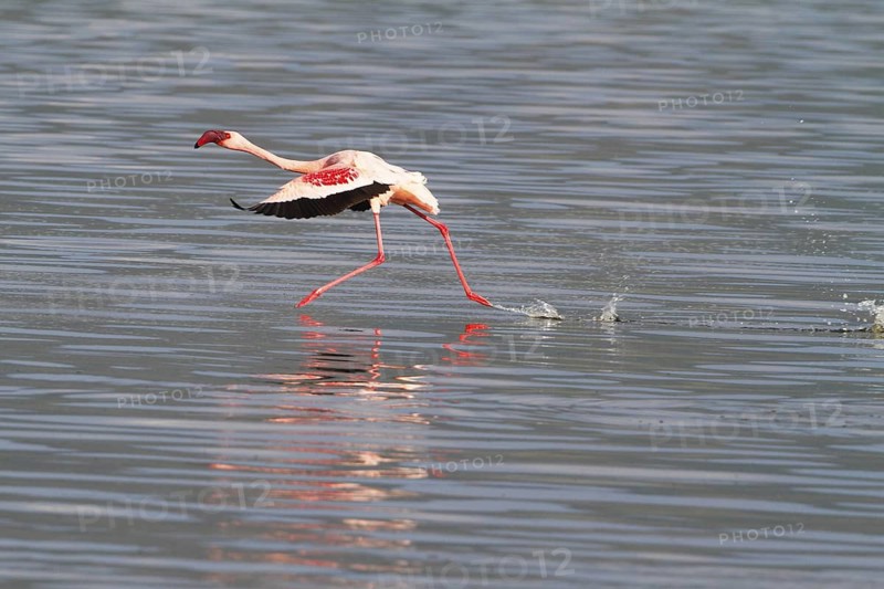 Lesser Flamingo (Phoeniconaias minor) taking flight, Lake Bogoria, Kenya