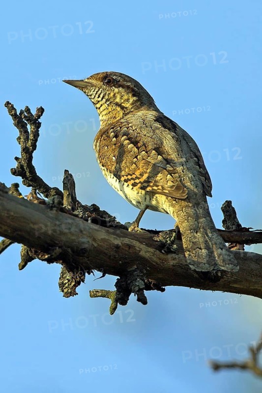 Wryneck on perch, (Jynx torquilla), Ormoz area, Ormoz, Podravska, Slovenia