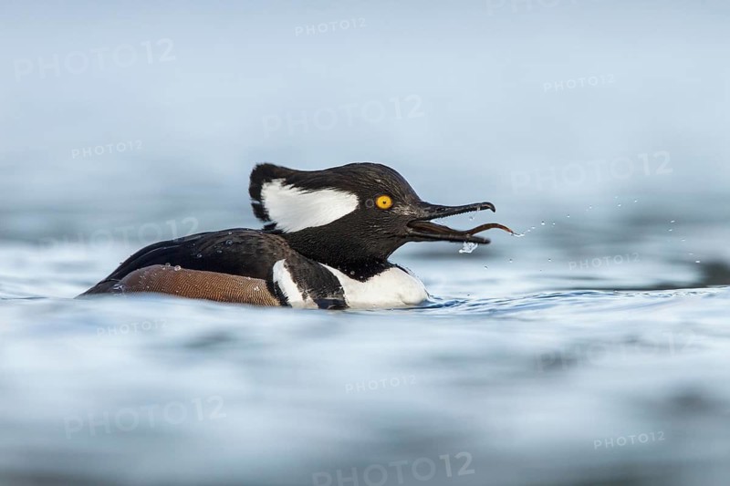 Hooded Merganser (Lophodytes cucullatus) in the ocean near Victoria, British Columbia, Canada