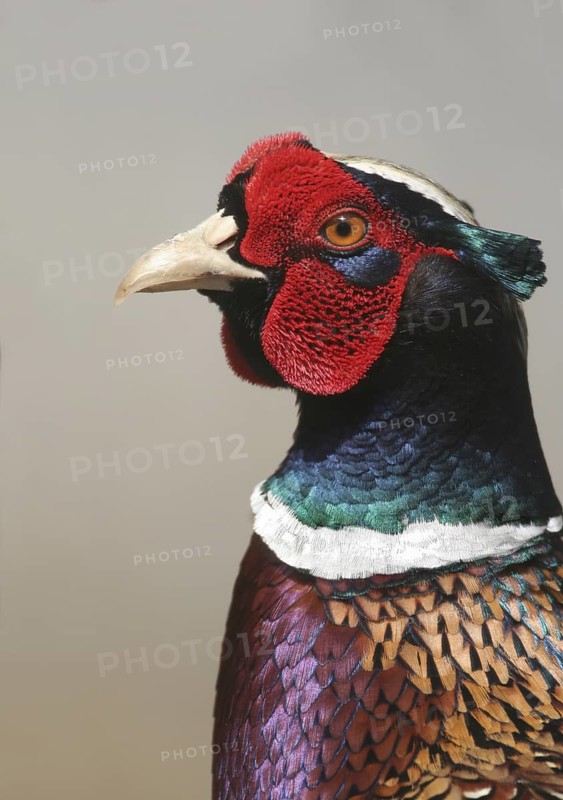 Common Pheasant (Phasianus colchicus) male, Michigan, USA