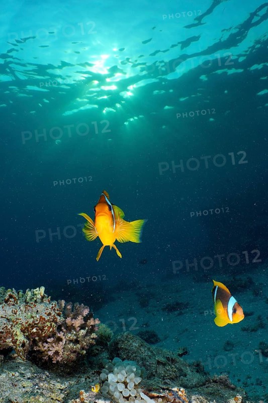 Red sea anemonefish (Amphiprion bicinctus)