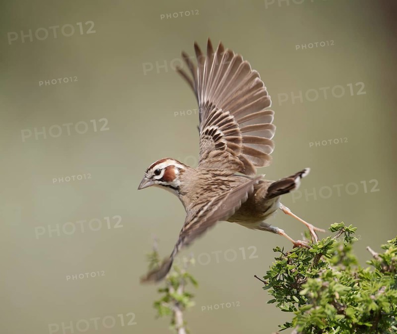 Lark Sparrow (Chondestes grammacus) taking flight, Texas, USA