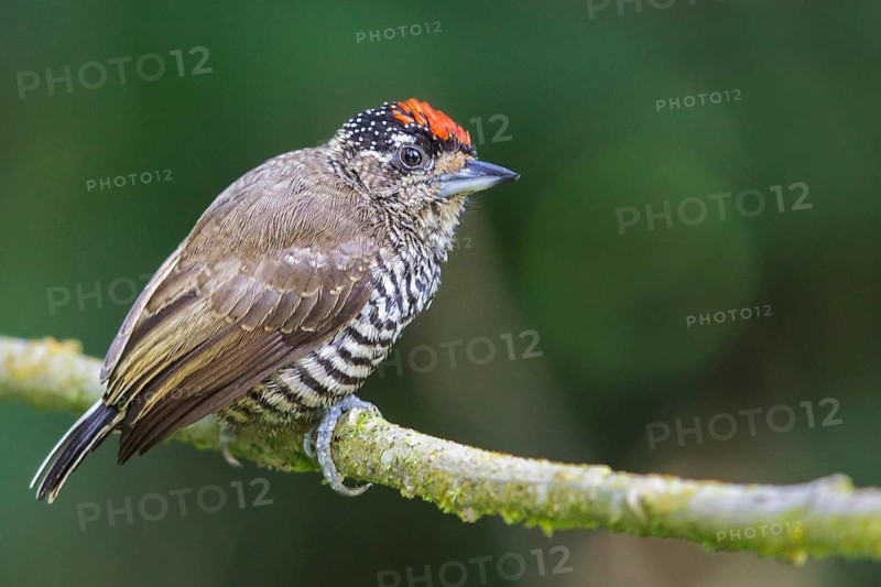 White-barred Piculet (Picumnus cirratus) perched on a branch in the Atlantic rainforest of southeast Brazil