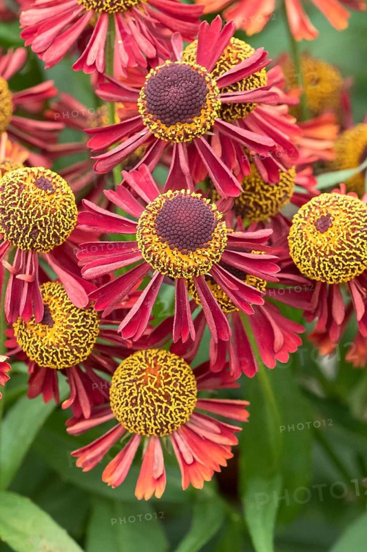 Sunflower (Helenium 'Ruby Tuesday'), RHS Garden Bridgewater, Great Britain