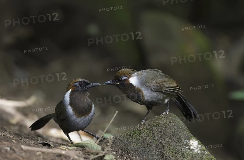 White-necked Laughingthrush (Garrulax strepitans) juvenile, Mae Wong, Thailand