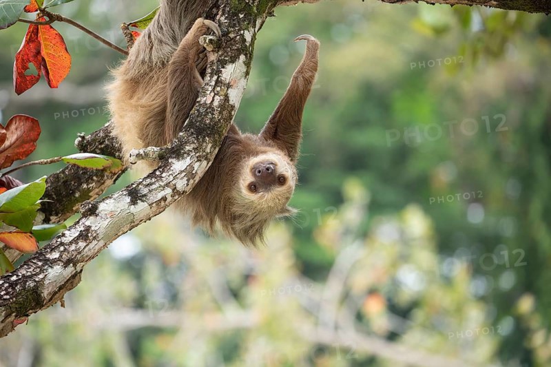 Male two toed sloth (Choloepus didactylus) hanging upside down on almond tree on the beach Punta Uva, Costa Rica