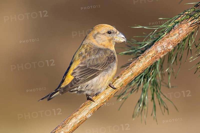 Parrot Crossbill (Loxia pytyopsittacus) perched on a branch, Netherlands