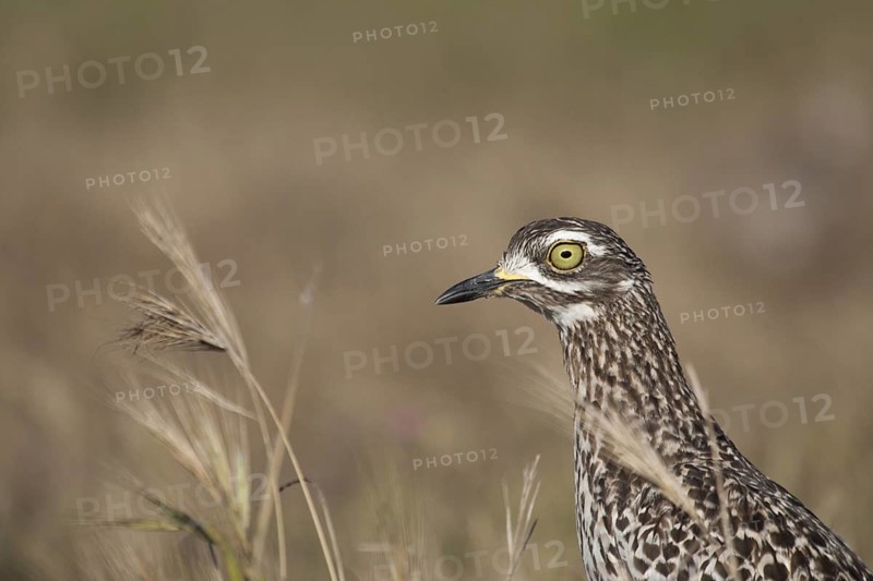 Kaptriel (Burhinus capensis), South Africa