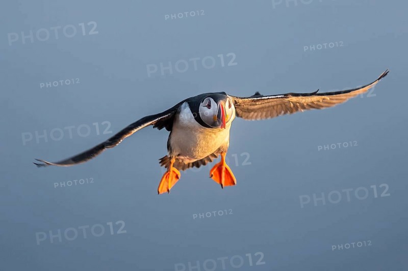 Atlantic Puffin (Fratercula arctica) flying, Látrabjarg, Iceland
