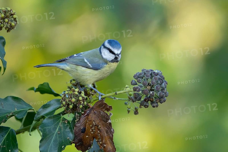 Blue tit (Cyanistes caeruleus) adult garden bird on an Ivy (Hedera helix) tree seed head in autumn, Suffolk, England, United Kingdom