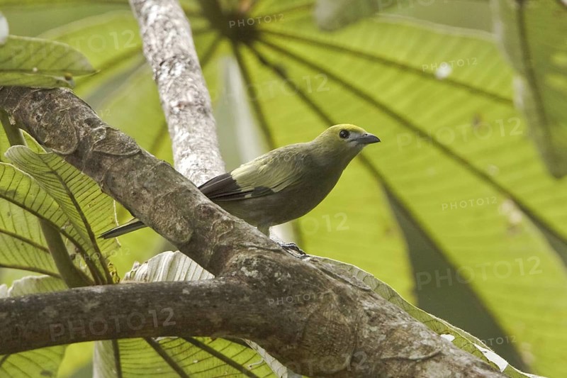 Palm Tanager (Thraupis palmarum), Costa Rica