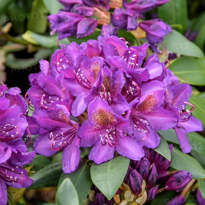 Rhododendron ponticum (Rhododendron 'Marcel Menard'), Germany