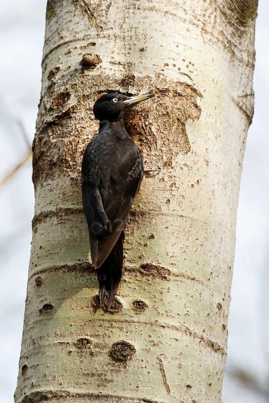 Black Woodpecker (Dryocopus martius) female at nesting hole, Poland